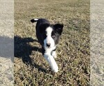 Small #23 Border Collie