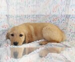 Small #6 Golden Retriever