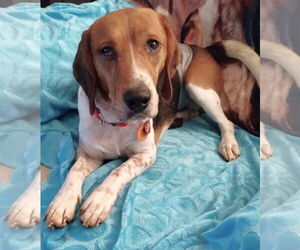 Beagle Dogs for adoption in Dunnellon, FL, USA