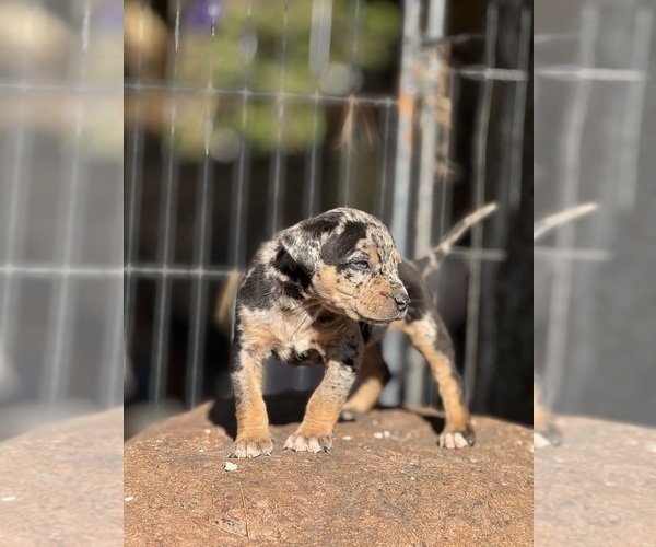 Medium Photo #38 Catahoula Leopard Dog Puppy For Sale in BUSHNELL, IL, USA