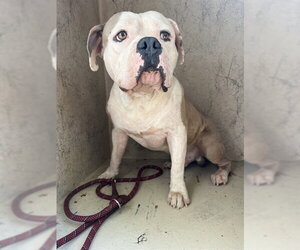 American Bulldog-Unknown Mix Dogs for adoption in Oklahoma City, OK, USA