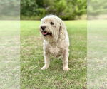 Small #4 Poodle (Miniature) Mix