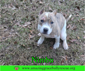 Bulldog-Unknown Mix Dogs for adoption in Milton, FL, USA