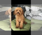 Small Photo #10 Poodle (Toy) Puppy For Sale in BOWLING GREEN, KY, USA