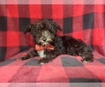 Small #7 Schnauzer (Miniature)