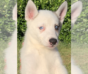 Siberian Husky Puppy for sale in ROYAL PALM BEACH, FL, USA