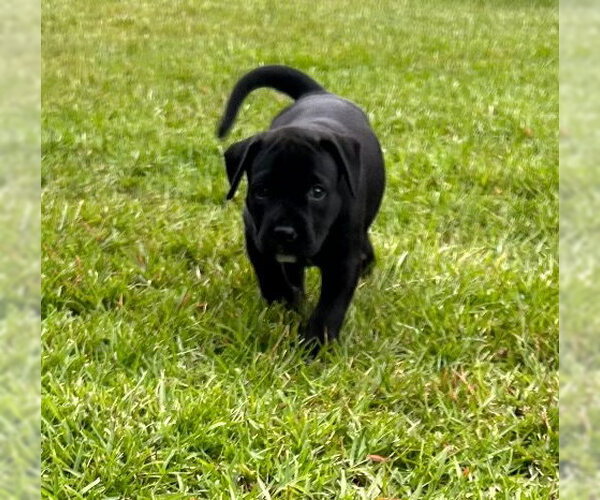 Medium Photo #1 Labrador Retriever-Retriever  Mix Puppy For Sale in Holly Springs, NC, USA