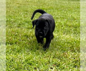 Labrador Retriever-Retriever  Mix Dogs for adoption in Holly Springs, NC, USA