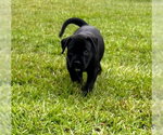 Small Labrador Retriever-Retriever  Mix