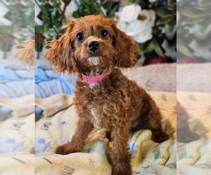 Cockapoo Dogs for adoption in Bon Carbo, CO, USA