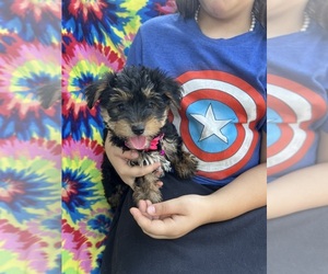 YorkiePoo Puppy for sale in JEFFERSONVILLE, IN, USA