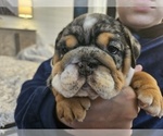 Small Photo #16 English Bulldog Puppy For Sale in SAINT CHARLES, IL, USA