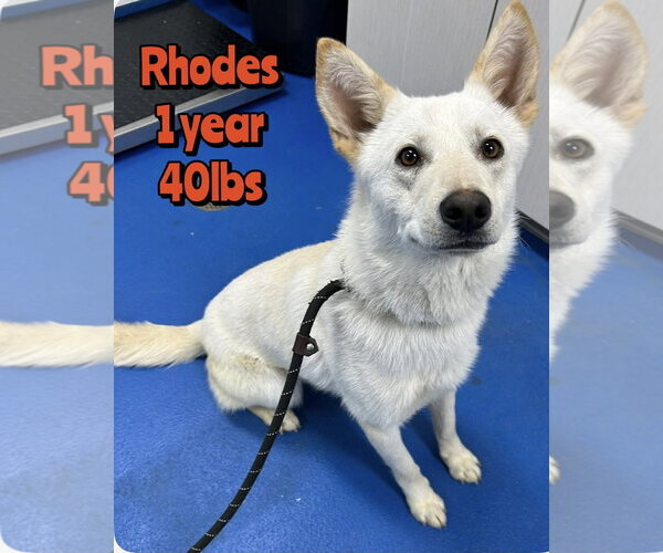 Medium Photo #1 Siberian Husky-Unknown Mix Puppy For Sale in Woodbury, NY, USA