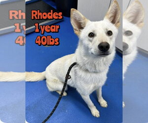 Siberian Husky-Unknown Mix Dogs for adoption in Woodbury, NY, USA