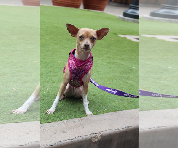 Medium Photo #5 Italian Greyhuahua Puppy For Sale in Imperial Beach, CA, USA