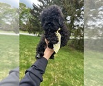 Small #1 Shih Tzu