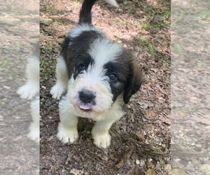 Saint Berdoodle Puppy for sale in LINDALE, GA, USA