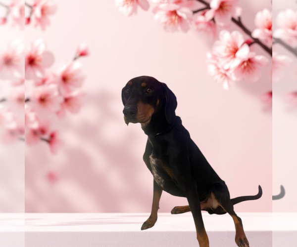 Medium Photo #9 Bluetick Coonhound-Doberman Pinscher Mix Puppy For Sale in garner, NC, USA