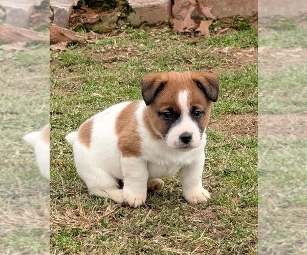 Medium Photo #7 Jack Russell Terrier Puppy For Sale in APPLE GROVE, WV, USA