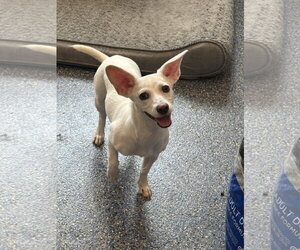 Suku - Male Chihuahua-Unknown Mix Dog for Adoption - Photo #3