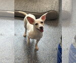 Small Photo #3 Chihuahua-Unknown Mix Puppy For Sale in Phoenix, AZ, USA