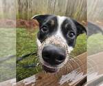 Small #7 Border Collie-Pembroke Welsh Corgi Mix