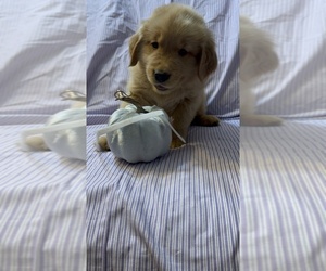 Golden Retriever Puppy for sale in SUN VALLEY, NV, USA