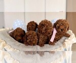 Small Poodle (Toy)