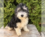 Small #4 Poo-Ton
