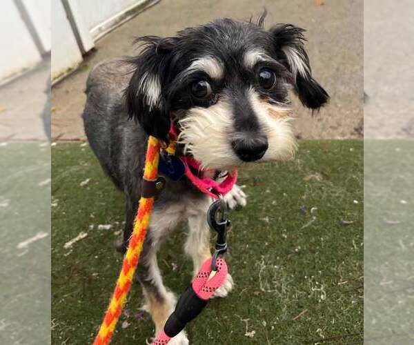 Medium Photo #2 Mutt Puppy For Sale in Kennesaw, GA, USA