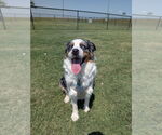Small #1 Australian Shepherd