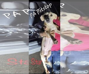 Chiweenie Dogs for adoption in Shillington, PA, USA