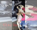Small Photo #1 Chiweenie Puppy For Sale in Shillington, PA, USA