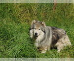 Small #12 Samoyed-Siberian Husky Mix