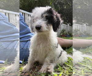 Bernese Mountain Dog-Poodle (Miniature) Mix Dogs for adoption in Valrico, FL, USA
