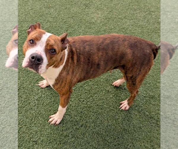 Medium Photo #2 Bullypit Puppy For Sale in Rockwall, TX, USA