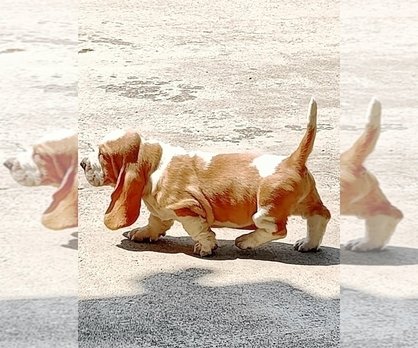 Medium Photo #7 Basset Hound Puppy For Sale in NEWBERN, TN, USA