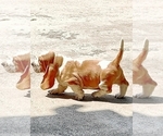 Small #6 Basset Hound