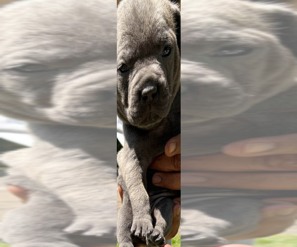 Medium Photo #9 Cane Corso Puppy For Sale in AKRON, OH, USA