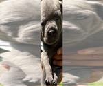Puppy 8 Cane Corso