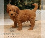 Small #2 Goldendoodle (Miniature)