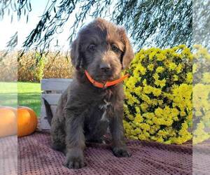 Labradoodle Puppy for sale in MYERSTOWN, PA, USA