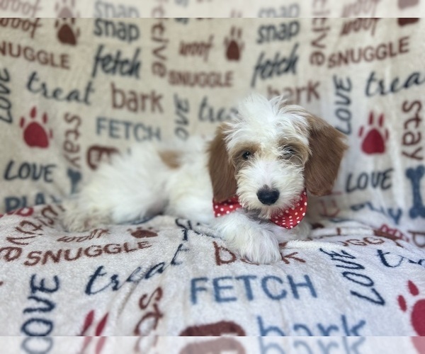 Medium Photo #7 Cavapoo Puppy For Sale in LAKELAND, FL, USA