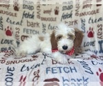 Small #6 Cavapoo