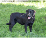 Small #3 Labrador Retriever