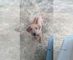 Small Photo #11 Rhodesian Ridgeback Puppy For Sale in ROCHESTER, WA, USA