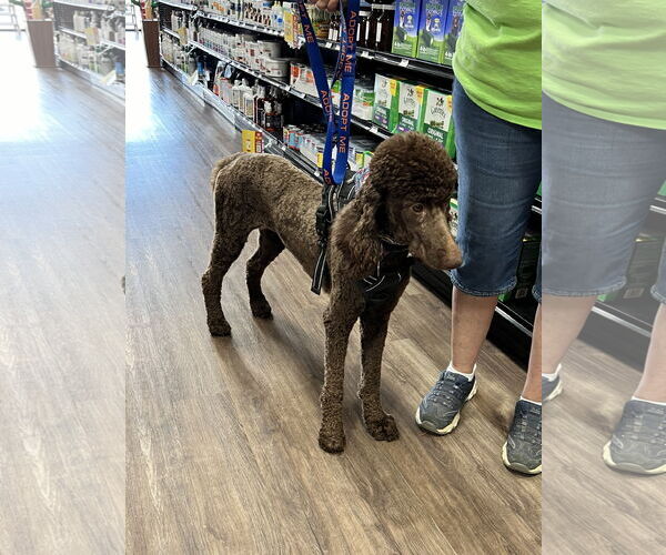 Medium Photo #3 Poodle (Standard) Puppy For Sale in Munford, TN, USA