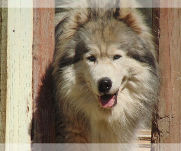 Medium Photo #14 Samoyed-Siberian Husky Mix Puppy For Sale in Pacific grove , CA, USA