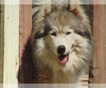Small #13 Samoyed-Siberian Husky Mix