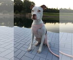 Small #16 American Pit Bull Terrier Mix